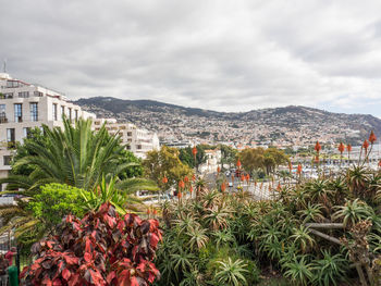 Plants and buildings in city against sky