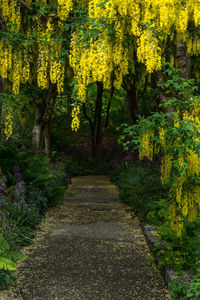 View of yellow flowering plants in forest