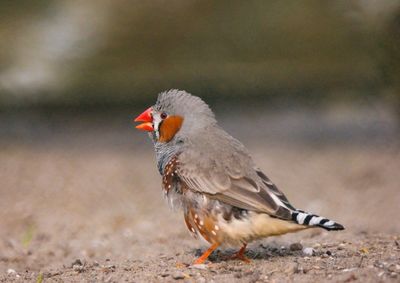 Close-up of a bird looking away