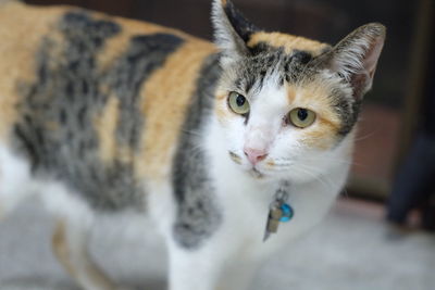 Close-up portrait of tabby kitten