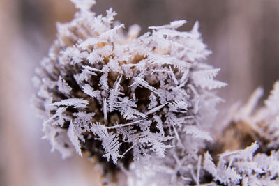 Close-up of frozen flowers