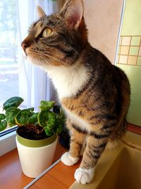 Close-up of a cat on window sill