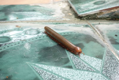 High angle view of insect on leaf