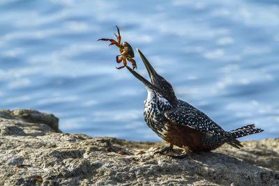 Close-up of bird perching on rock