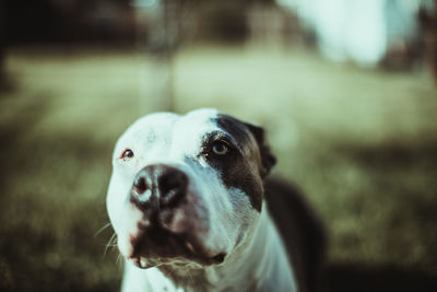 Close-up portrait of a dog