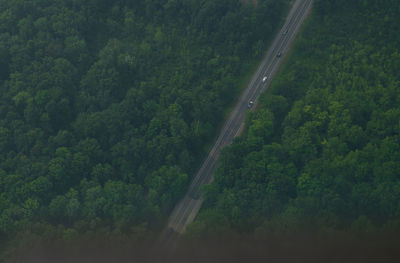 High angle view of trees in forest