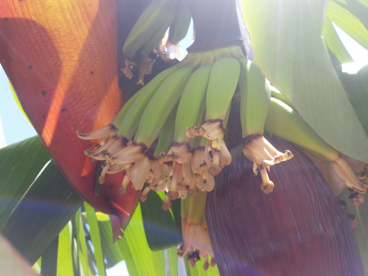 CLOSE-UP OF POTTED PLANT WITH LEAVES