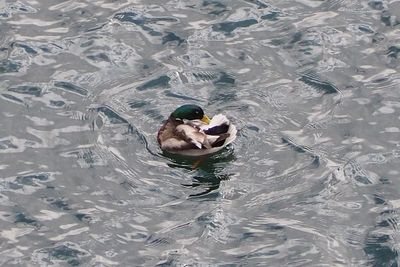 High angle view of birds swimming in lake