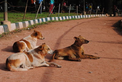 Dogs relaxing on footpath in park