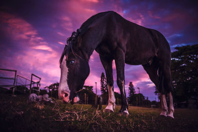 Low angle view of horse grazing on field against cloudy sky