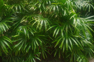 Fern in forest