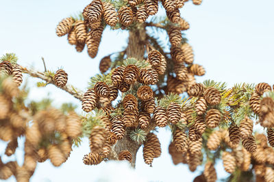 Low angle view of dried pine cone against sky