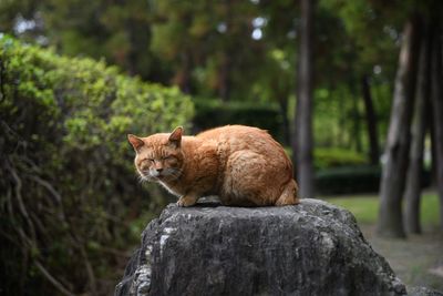 View of a cat looking away