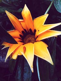 Close-up of yellow flower