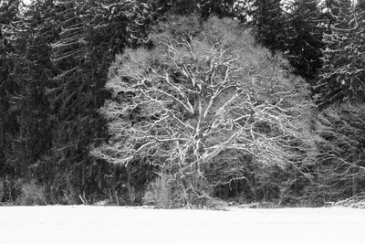 Close-up of tree during winter