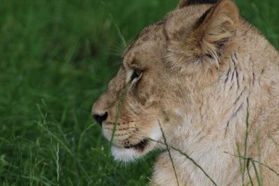 Close-up of lion