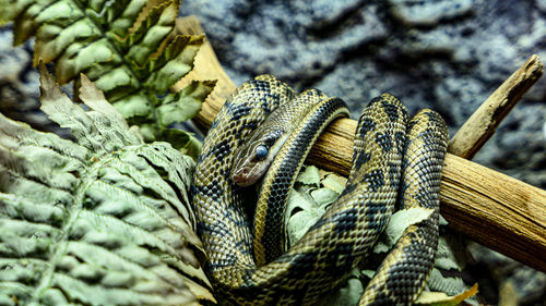 Snake close up portrait in the zoo