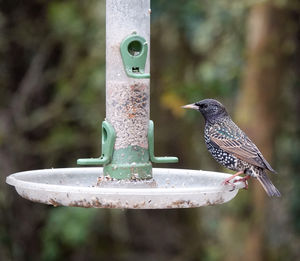 Close-up of starling perching on bird feeder