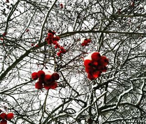 Low angle view of red berries on tree