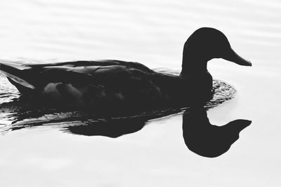 Swan swimming in lake against sky