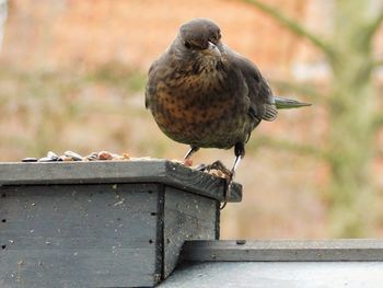 Close-up of bird perching on retaining wall