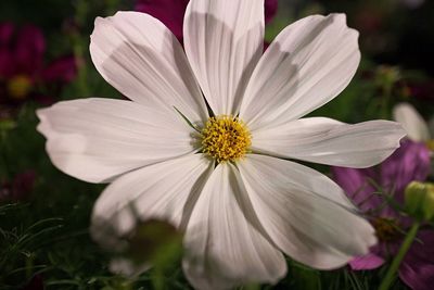 Close-up of flower