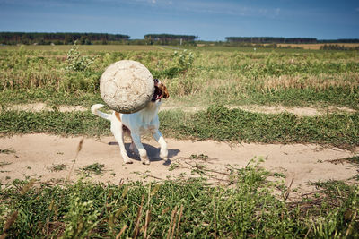 Happy dog play with ball in the field in summer day. jack russel terrier dog playing outdoors