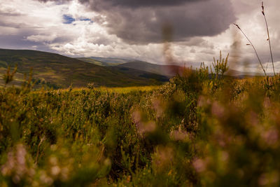 Plants growing on land against sky
