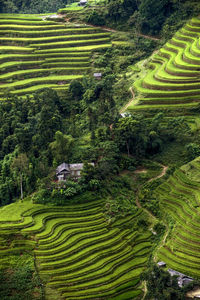 Scenic view of rice paddy field