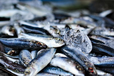 Close-up of fish for sale