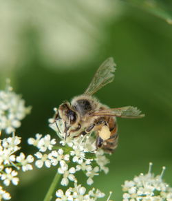 Close-up of bee on flower