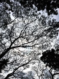 Low angle view of cherry blossoms against sky