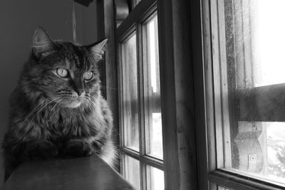 Portrait of cat sitting on window sill