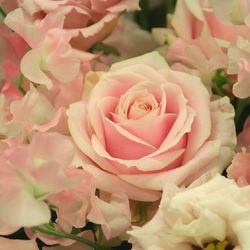 Close-up of pink rose