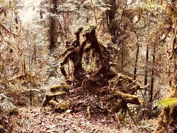 Close-up of tree roots in forest