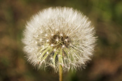 Close-up of dandelion flower