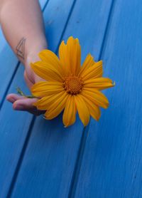 Close-up of hand holding yellow flowering plant