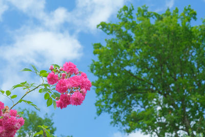 Low angle view of pink flowering plant against sky