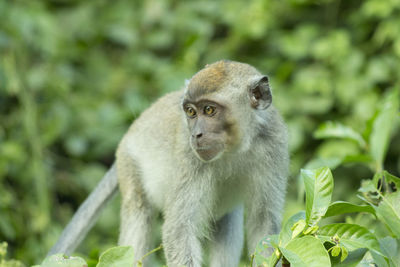 Close-up of monkey