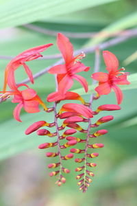 Close-up of red flowering plant