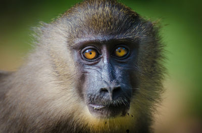 Close-up portrait of monkey