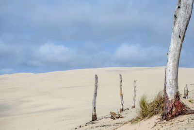 Wooden posts on beach against sky