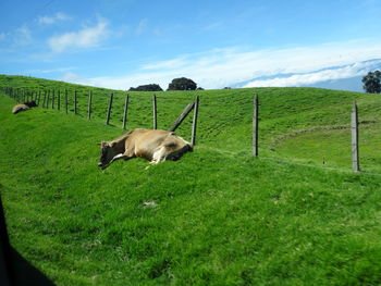 Horse grazing on field against sky