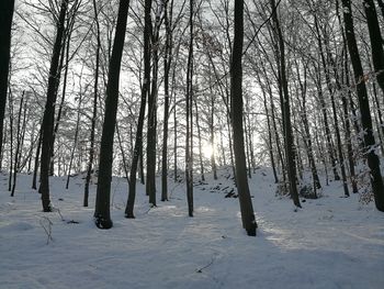 Trees in forest during winter