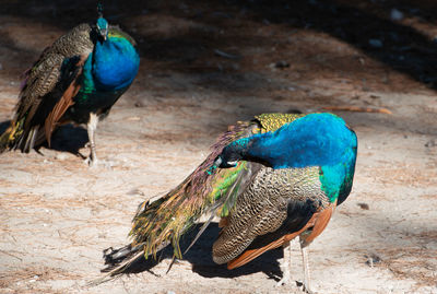 Wild colorful peacocks, little kittens in peacock forest plaka on kos greece