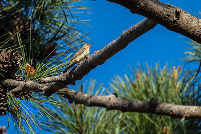 Low angle view of tree against blue sky