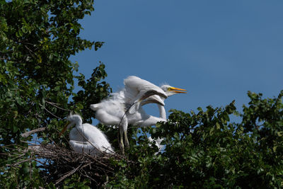 Low angle view of birds on plants against sky