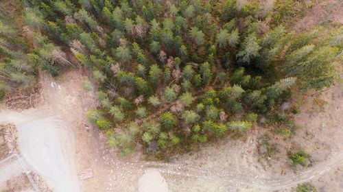 High angle view of trees growing on land