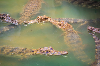 High angle view of turtle in sea