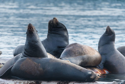 Close-up of sea lion swimming on beach